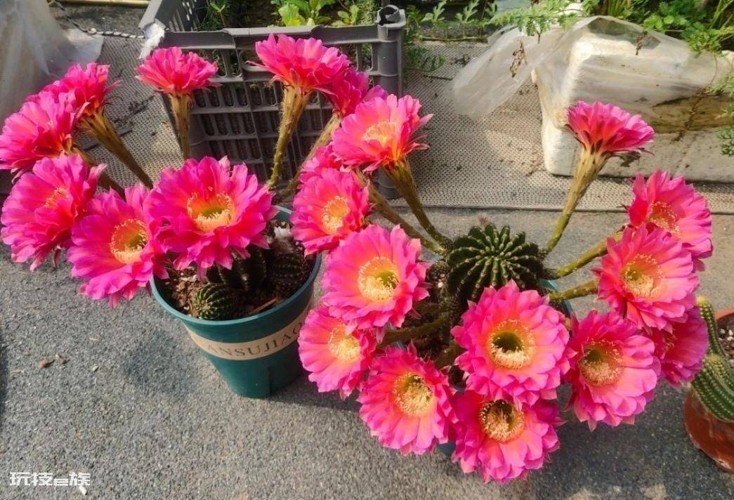 仙人球品种大全图片及名称(好养漂亮易开花的仙人球)-图片7